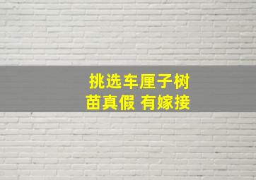 挑选车厘子树苗真假 有嫁接